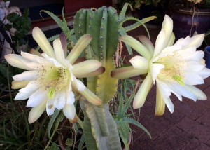 Flowers of cactus